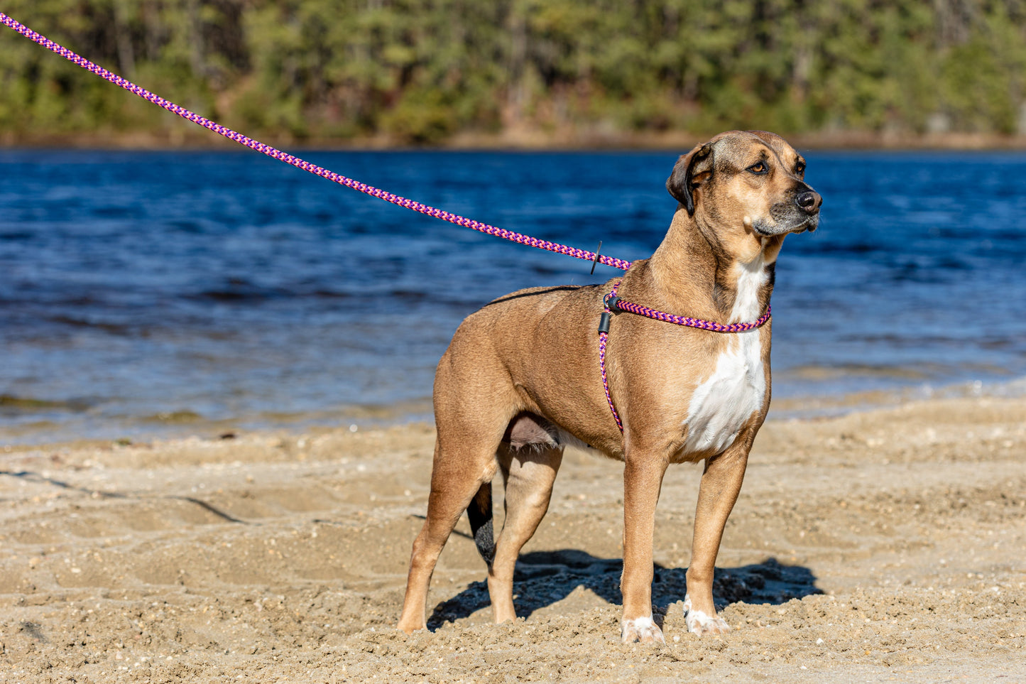 Harness Lead Dog Anti Pull Reflective Harness, Retro (Pink/Purple)