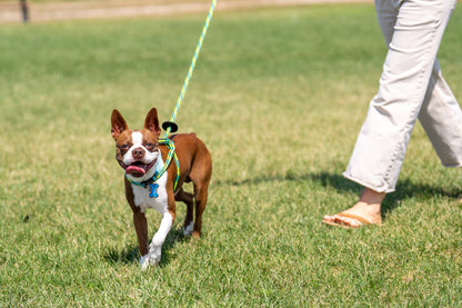 Harness Lead Dog Anti Pull Reflective Harness, Rainforest (Olive/Lime/Turquoise)