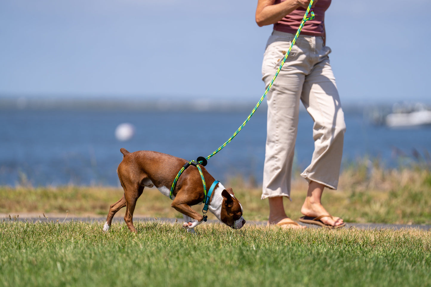 Harness Lead Dog Anti Pull Reflective Harness, Rainforest (Olive/Lime/Turquoise)