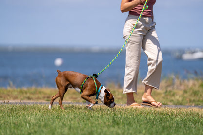 Harness Lead Dog Anti Pull Reflective Harness, Rainforest (Olive/Lime/Turquoise)