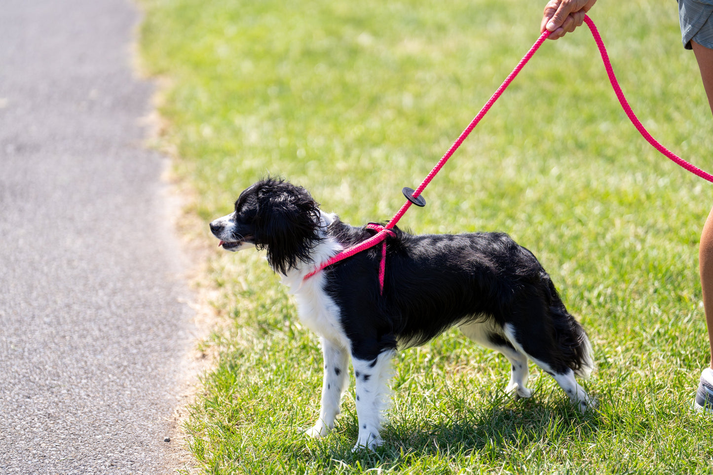 Harness Lead Dog Anti Pull Reflective Harness, Pink