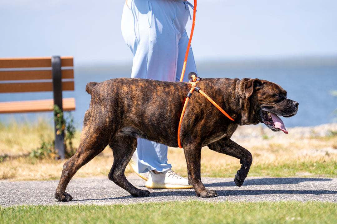 Harness Lead Dog Anti Pull Reflective Harness, Resq (Orange)