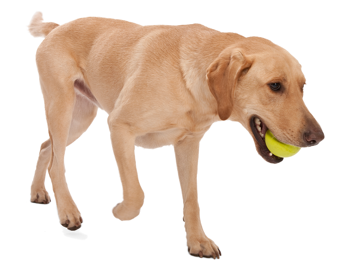 West Paw Dog Jive Tough Ball Toy