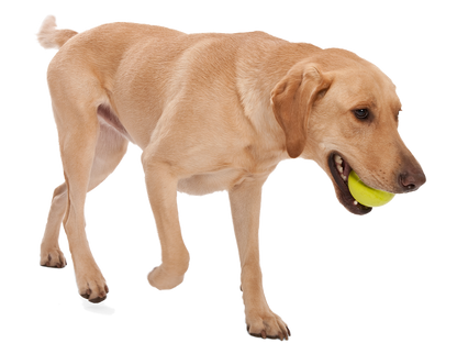 West Paw Dog Jive Tough Ball Toy