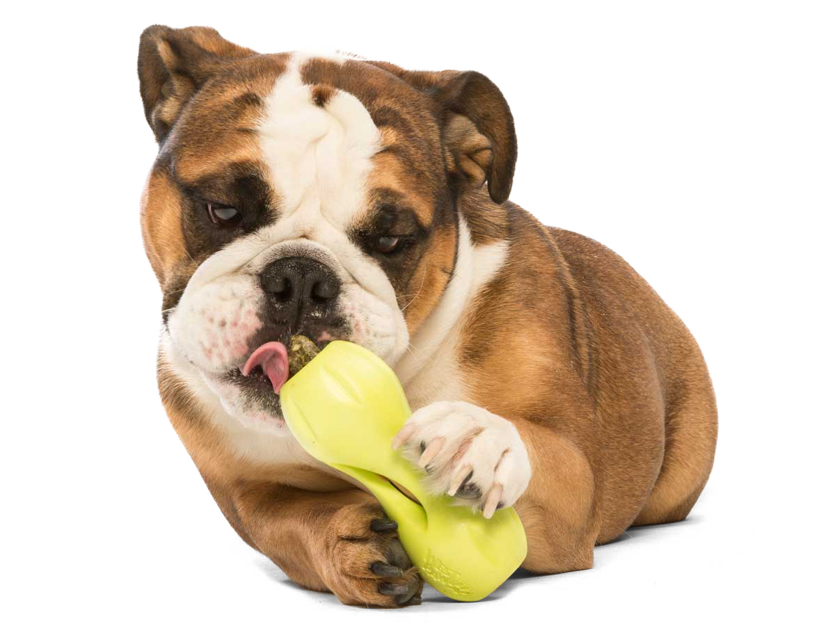 West Paw Dog Qwizl Tough Treat Dispensing Chew Toy