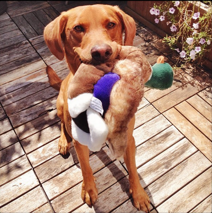 Fluff & Tuff Dog Wally Mallard Plush Toy