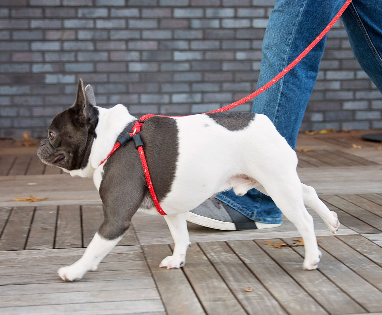 Harness Lead Dog Anti Pull Reflective Harness, Red