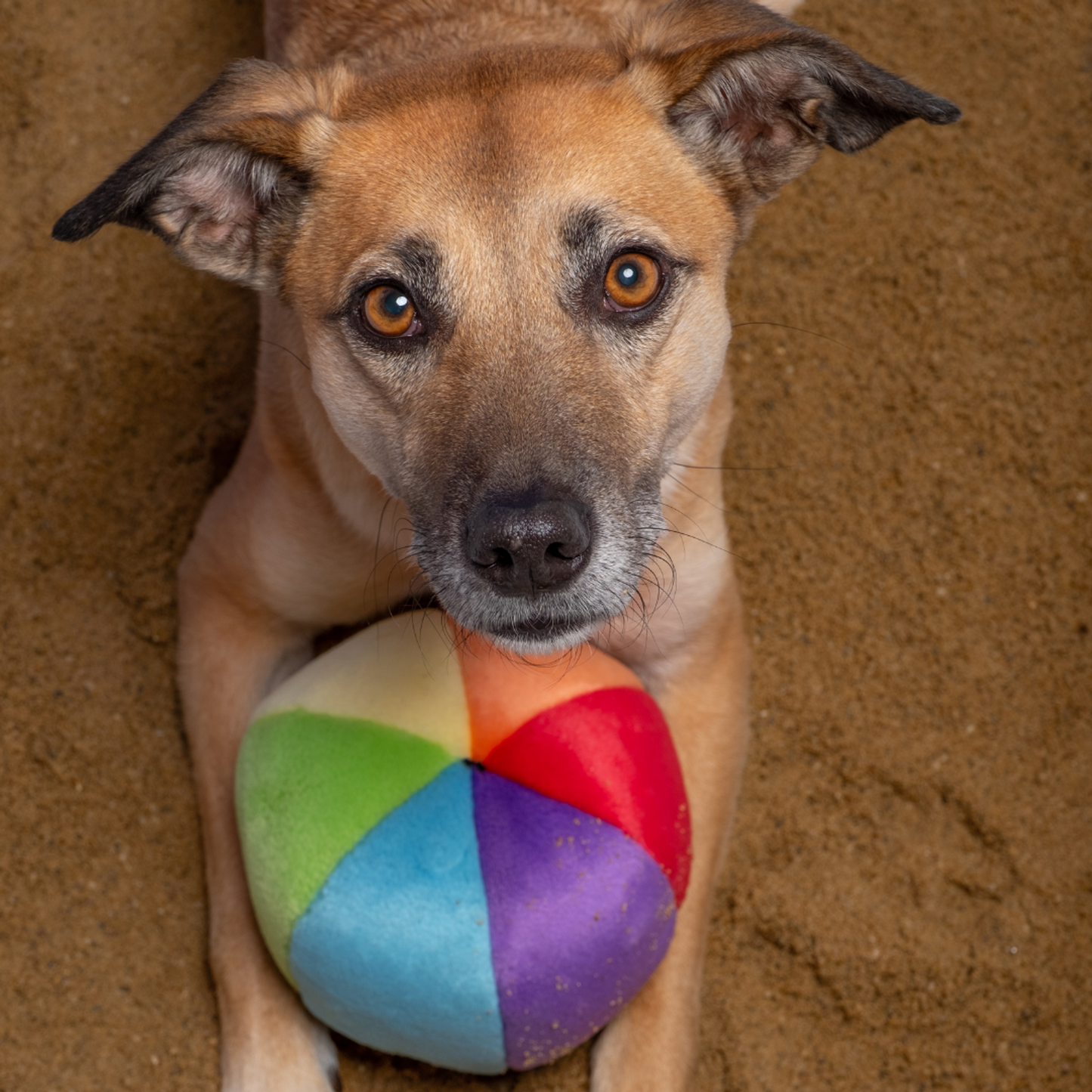 Fluff & Tuff Mini Beach Ball Plush Dog Toy