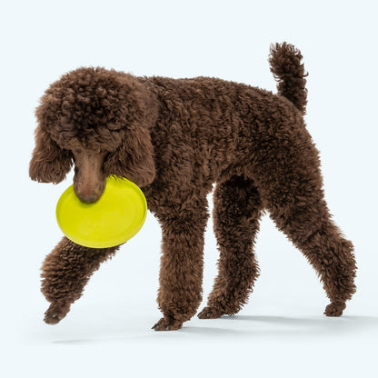 West Paw Dog Zisc Flying Disc Toy