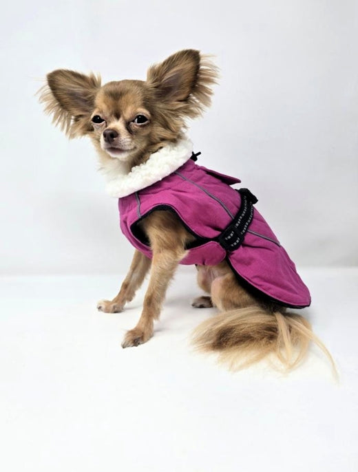 Doggie Design Alpine Tuf Terrain Dog Coat