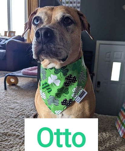 LuLu London Reversible "Lucky Shamrocks" Dog Bandana