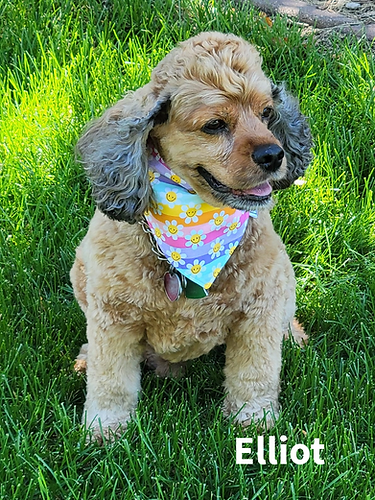 Lulu London Flower Power Reversible Dog Bandana