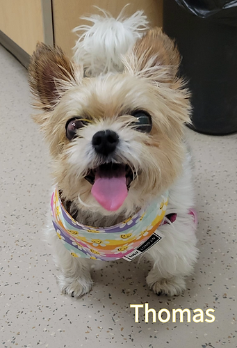 Lulu London Flower Power Reversible Dog Bandana