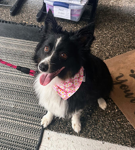 Lulu London Spring Daisies Reversible Dog Bandana