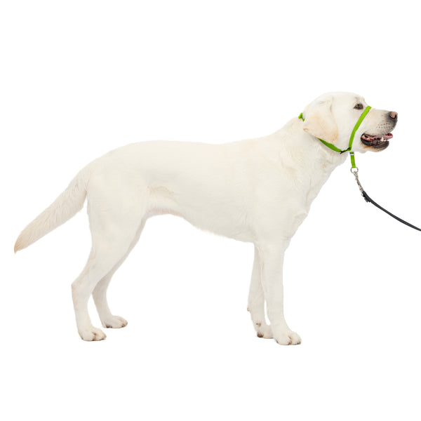 Gentle Leader Headcollar, No-Pull Dog Collar