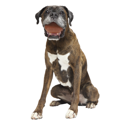 BARK Chompionship Football Super Chewer Dog Toy