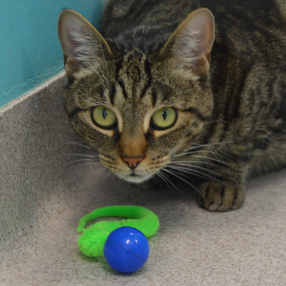 Dezi & Roo Cat Wiggly Ping Ball Toy