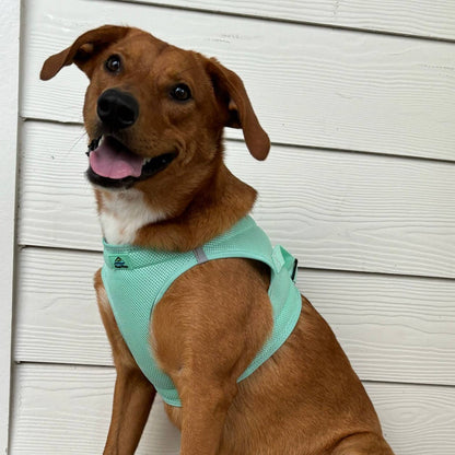 Doggie Design American River Solid Dog Harness, Teal