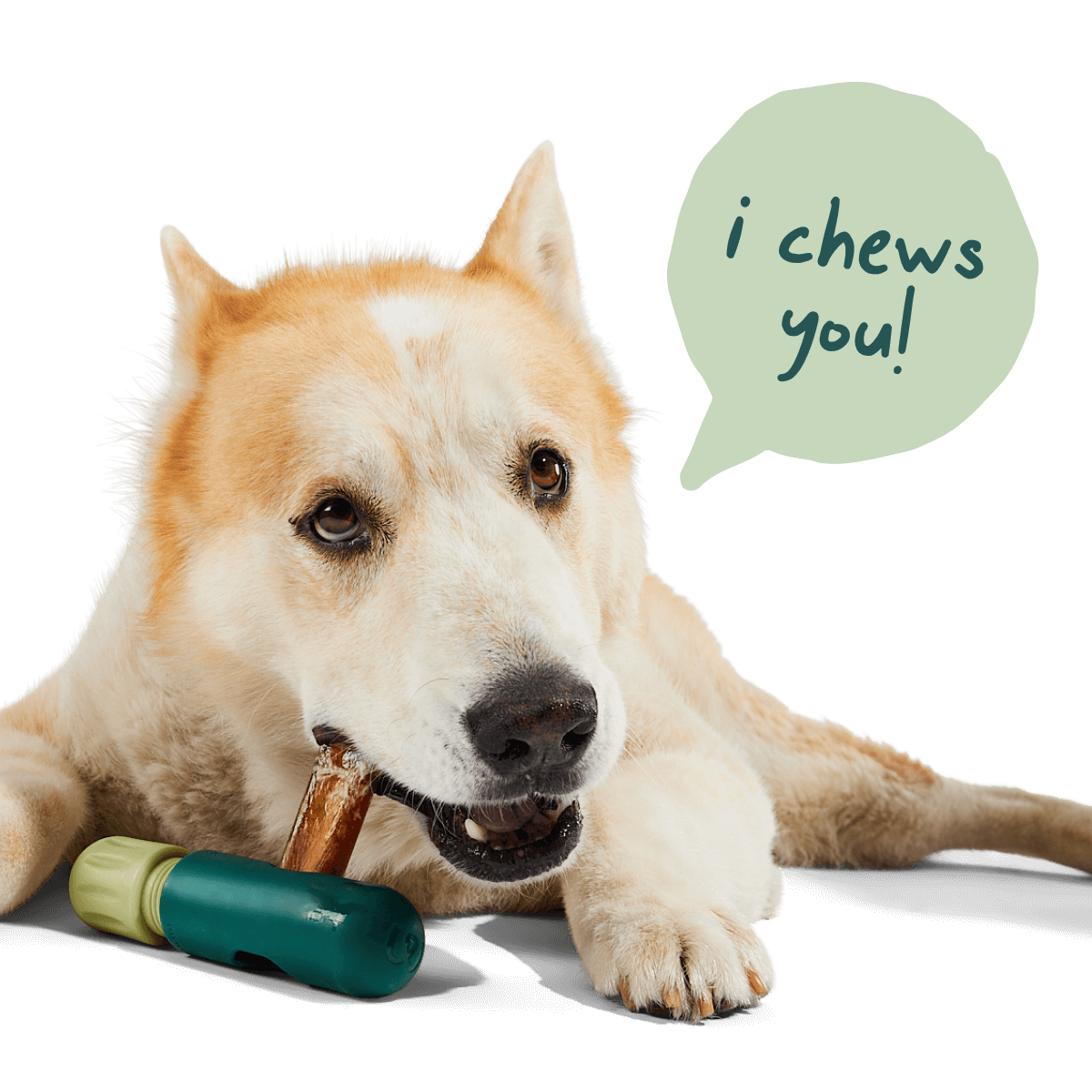 Woof BullySafe Dog Chew Treat Holder