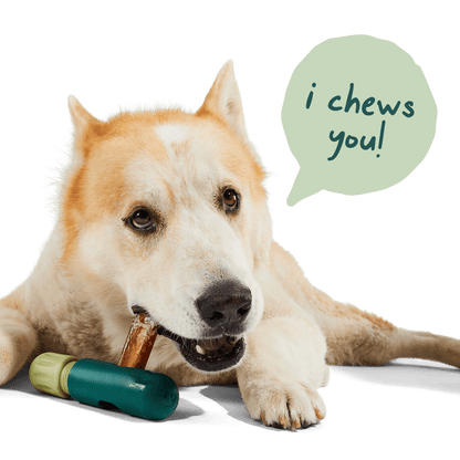 Woof BullySafe Dog Chew Treat Holder