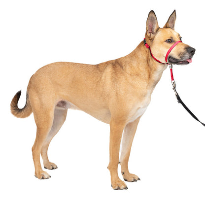 Gentle Leader Headcollar, No-Pull Dog Collar