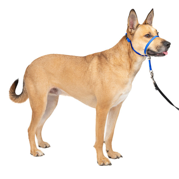 Gentle Leader Headcollar, No-Pull Dog Collar