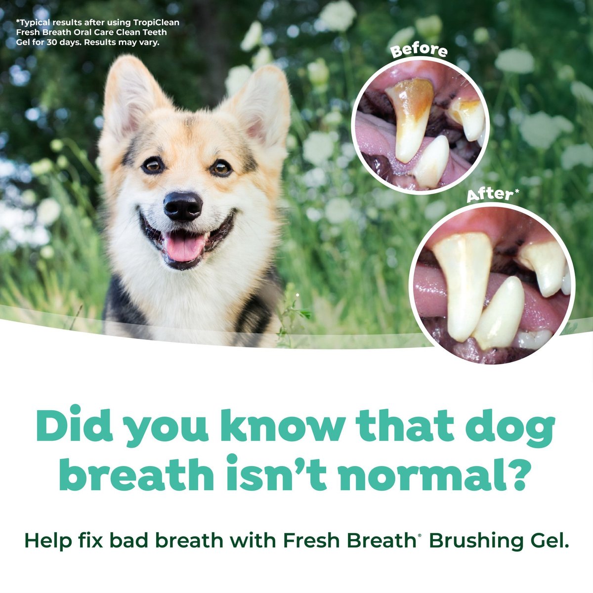 Fresh Breath Dog Oral Care Kit, Large Dog