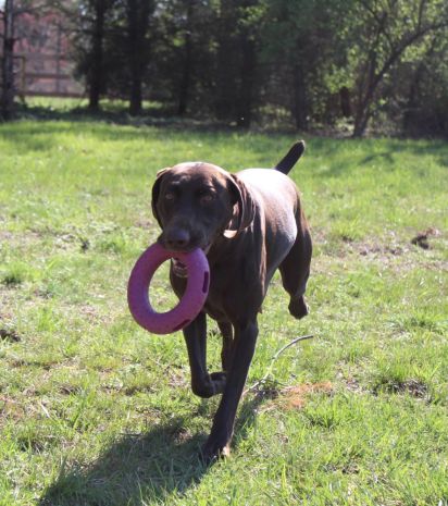 Tall Tails Dog GOAT Sport Ring Toy