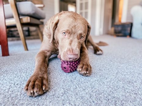 Tall Tails Dog Rubber Pinecone Reward Toy